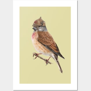 Common linnet Posters and Art